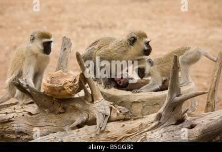 Le scimmie di bere in Tsavo National Park in Kenya Foto Stock