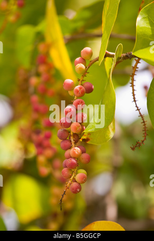 CAYE CAULKER BELIZE mature uve del mare su albero Foto Stock