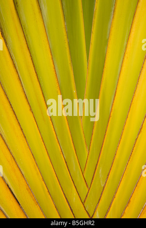 CAYE CAULKER BELIZE dettaglio della ventola Palm tree Foto Stock