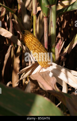 Spiga del granoturco con buccia tirata indietro per osservare sementi di varietà di riempimento trama di dimostrazione Foto Stock