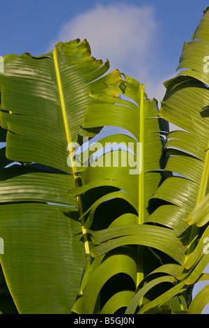 CAYE CAULKER BELIZE dettaglio della ventola Palm tree Foto Stock