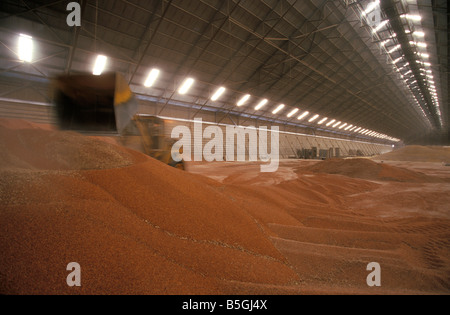 Interior Kwinana gestione cereali Terminal Western Australia Australia Foto Stock