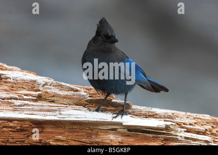 Steller Jay Cyanocitta stelleri appollaiato sul log in cerca di cibo in spiaggia botanico Port Renfrew Isola di Vancouver BC nel Maggio Foto Stock