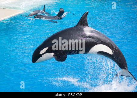 Shamu salta fuori dell'acqua a SeaWorld. Foto Stock