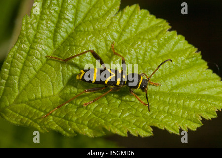 Wasp Beetle Clytus arietis su foglie di larve vive in legno morto Foto Stock