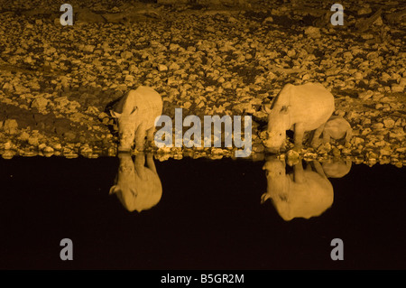 I rinoceronti neri (Rhinoceros simum) bere in un fiume di notte il Parco Nazionale di Etosha Namibia Foto Stock