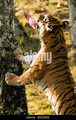 (Amur Siberian) Tiger (panthera tigris altaica) Foto Stock