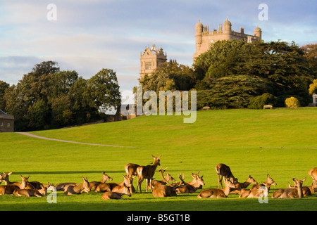 Allevamento di cervi nel Parco Foto Stock