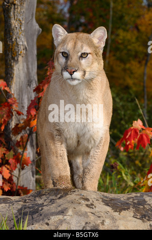 Mountain lion salendo una roccia in una foresta di autunno rosso con foglie di acero Foto Stock