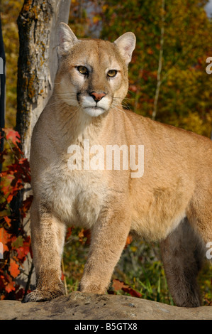 Mountain lion permanente sulla cima di una roccia in una foresta di autunno Foto Stock