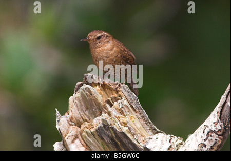 Winter Wren Troglodytes troglodytes appollaiato sul log in spiaggia botanico Port Renfrew Isola di Vancouver BC nel Maggio Foto Stock