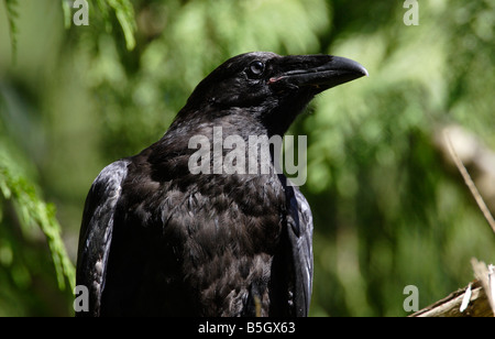 Comune di Corvo imperiale Corvus corax close up di testa e corpo superiore a Qualicum Isola di Vancouver BC in giugno Foto Stock