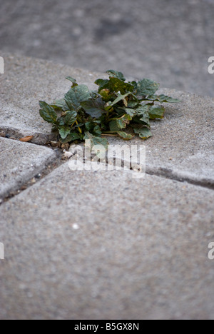 Erbacce crescente attraverso fessure su un marciapiede Mission Street di San Francisco CA Foto Stock