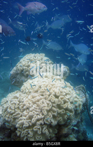Pesce che nuota su Sarcophyton Soft Coral nelle Maldive