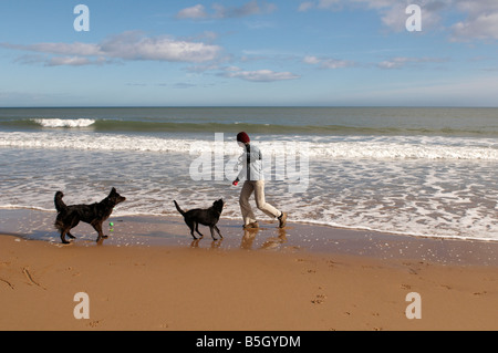 Signora giocando con i cani sulla spiaggia di Aberdeen Scotland Regno Unito Foto Stock