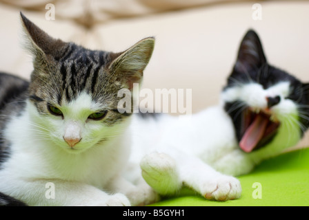 Gattini sulla coperta di verde (sul divano). Foto Stock