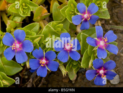 Scarlet Pimpernel forma blu Anagallis arvense ssp caerulea Foto Stock