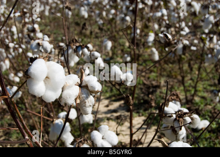 Piante di cotone (Gossypium hirsutum) su un campo in North Carolina, STATI UNITI D'AMERICA Foto Stock