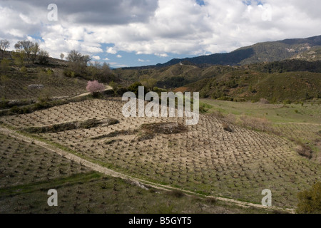 Vigneti e una fioritura mandorlo ai piedi delle colline di Troodos Mts Cipro primavera Foto Stock