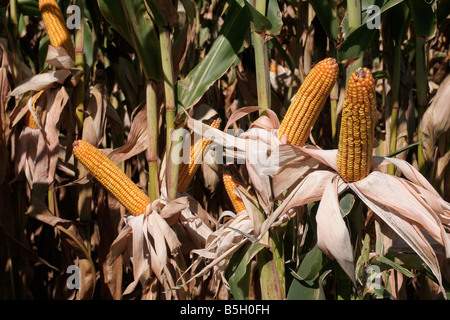 Spighe di grano con buccia tirata indietro per mostrare la varietà di riempimento trama di dimostrazione Foto Stock