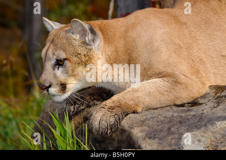 In prossimità di una Cougar giacente su di una roccia a guardare la preda in un autunno foresta montana lion Puma concolor Minnesota USA Foto Stock