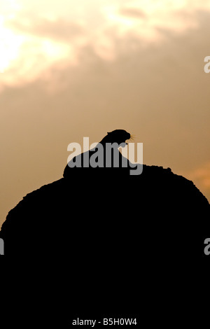 Leopard stagliano masai Mara kenya africa wildlife Foto Stock