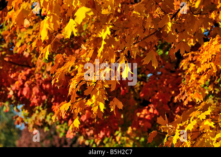 Vista dettagliata del rosso brillante arancio e giallo autunno di foglie di quercia. Oklahoma, Stati Uniti d'America. Foto Stock