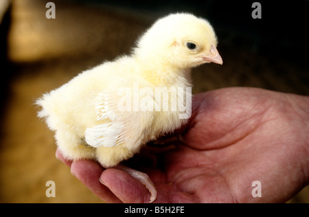 Display a mano pulcino di bambino. Foto Stock