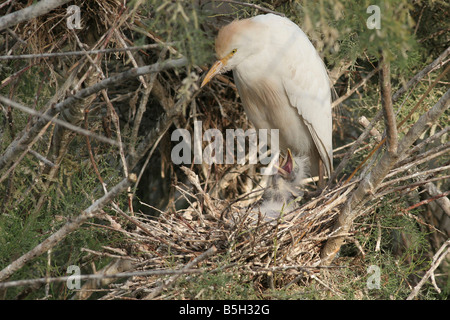 Adulto airone guardabuoi Bubulcus ibis in allevamento piumaggio neonati alimentazione Israele molla può 2008 Foto Stock