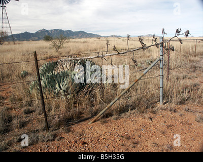 Morendo Centennial impianto nel deserto intorno a Sierra Vista, Arizona. Wind powered water tower in background. Foto Stock