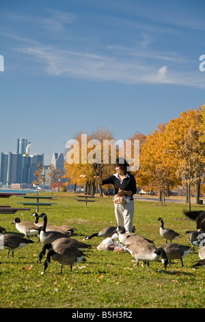 Detroit Michigan una donna alimenta Oche del Canada su Belle Isle un isola città parco nel fiume Detroit Foto Stock