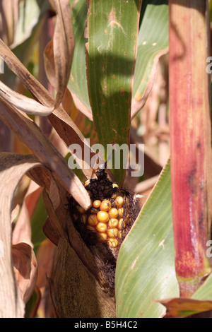 Spiga del granoturco sulla levetta di essiccazione Foto Stock