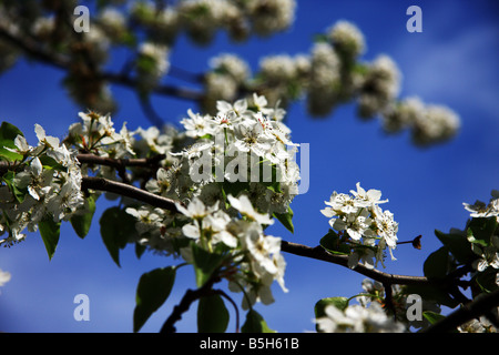 La molla blossom contro un cielo blu Foto Stock