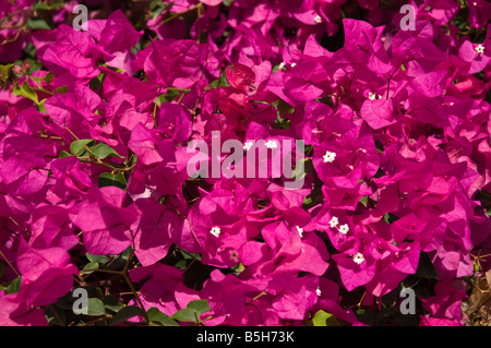 Dh BOUGAINVILLEA LANZAROTE fioritura viola Bougainvillea bush di piante e fiori sbocciano Foto Stock