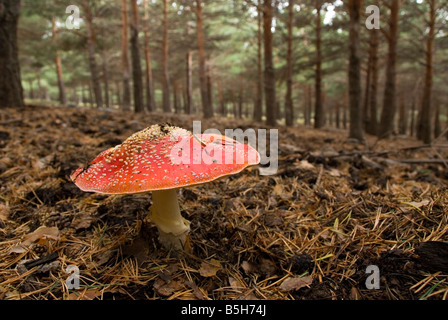 Close up Fly Agaric amanita muscaria funghi psichedelici in pineta della Sierra Nevada in Spagna meridionale Foto Stock