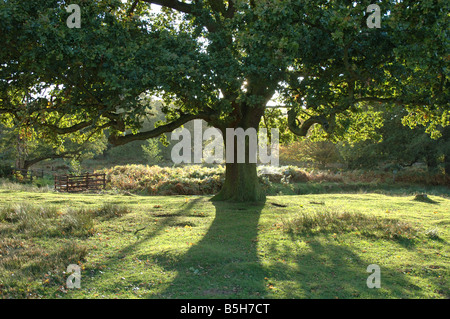 Retroilluminato con struttura in legno di quercia, Glenfield Lodge Park, Leicestershire, England, Regno Unito Foto Stock