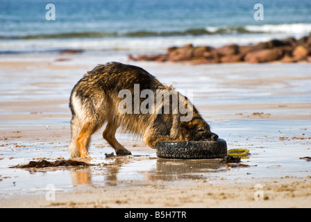 Un pastore tedesco (alsaziano) che gioca con un vecchio pneumatico sulla spiaggia sabbiosa di Slaggan vicino a Laide, in Scozia. Foto Stock