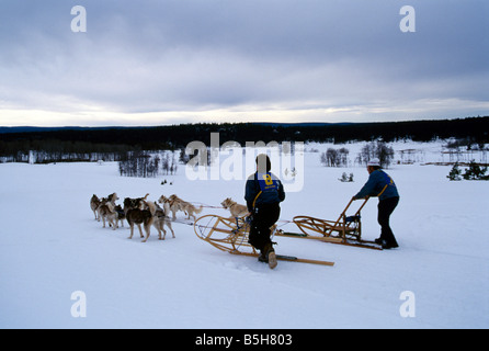 Sled Dog Racing vicino a 100 Mile House, Regione Cariboo, BC, British Columbia, Canada Foto Stock