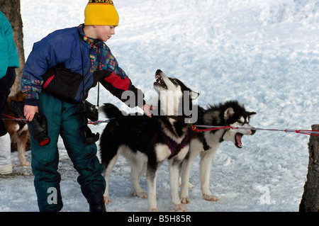 Ragazzo con slitte trainate da cani a Sled Dog Race vicino al '100 Mile House' nel Cariboo regione della Columbia britannica in Canada Foto Stock