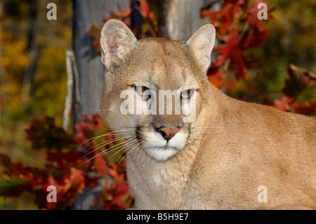 In prossimità di una faccia del puma in un autunno bosco con querce rosse foglie Mountain lion Puma concolor Minnesota USA Foto Stock