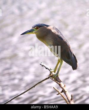 Nero notte incoronato heron Foto Stock