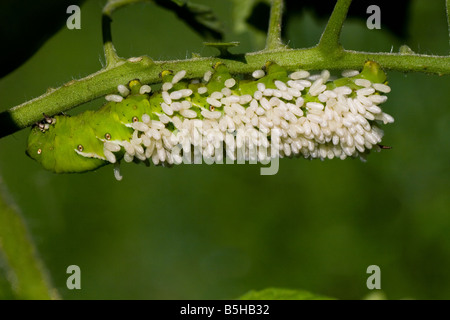 Pomodoro, Hornworm, tabacco, Manduca sexta larve di cinque Spotted Hawk Moth coperti in bianco di bozzoli di predatori di Braconid Wasp Foto Stock