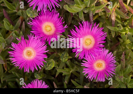 Hottentot Fig Carpobrotus edulis f rubescens dal Sud Africa largamente naturalizzate nel sud Europa Foto Stock