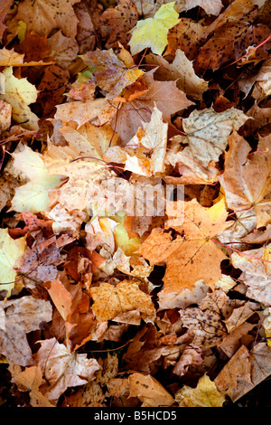 Herbstlaub am Boden, foglie di autunno Foto Stock