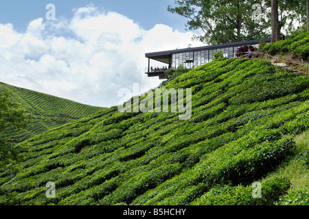 Ristorante Hillside su una piantagione di tè sulla collina di Cameron Highland in Malaysia. Foto Stock