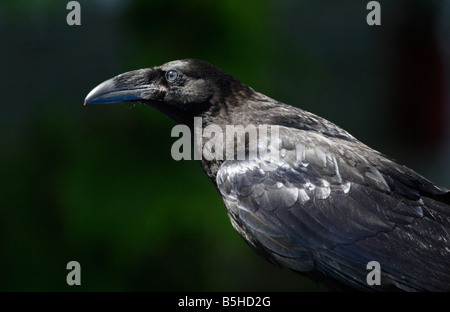 Comune di Corvo imperiale Corvus corax close up di testa e corpo superiore a Qualicum Isola di Vancouver BC in giugno Foto Stock