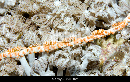 Un gruppo di gamberetti commensali, Pontonides unciger, che vivono su una frusta nera di mare corallo. Questi gamberetti assumono il colore del loro ospite Foto Stock