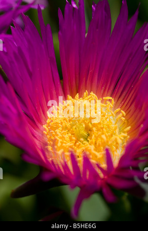 Pigface gigante Carpobrotus glaucescens fiore Foto Stock