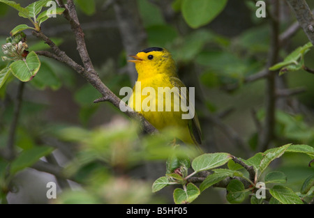 Il Wilson's Trillo Wilsonia maschio pusilla arroccato nella struttura ad albero botanico porta in spiaggia Renfrew Isola di Vancouver BC nel Maggio Foto Stock