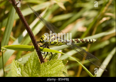 Macro hawker meridionale dragonfly al serbatoio Wilstone, Hertfordshire Foto Stock